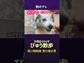 びゅう散歩 - 残りもの映像3（2023）　　#jackrussellterrier #ジャックラッセルテリア#ジャックラッセル