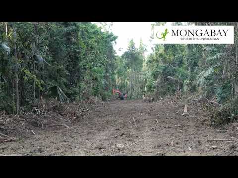 PT. Permata Nusa Mandiri Bangun Jalan di Wilayah Hutan Kampung Beneik Di