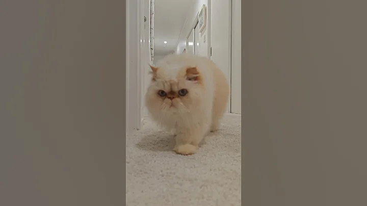 Video 10240971: sweet himalayan persian cat