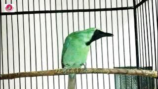 PANCINGAN cucak ijo ISIAN CILILIN ini MAMPU DONGKRAK EMOSI