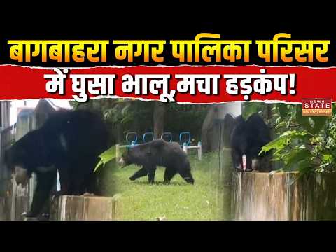 Wild Bear Enters In Bagbahra : Bagbahra नगर पालिका परिसर में घुसा भालू,मचा हड़कंप!