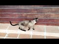 Minha gata tem talento pra decoração 😳#gatinha#gatosdobrasil#cat#cats#catlover#cutecat#fofura 