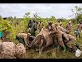 Rhinos Return To Uganda S Kidepo Valley A Conservation Milestone Against Poaching
