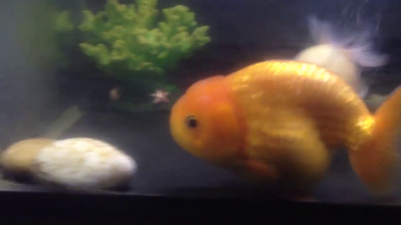 The Fancy Goldfish YouTube
