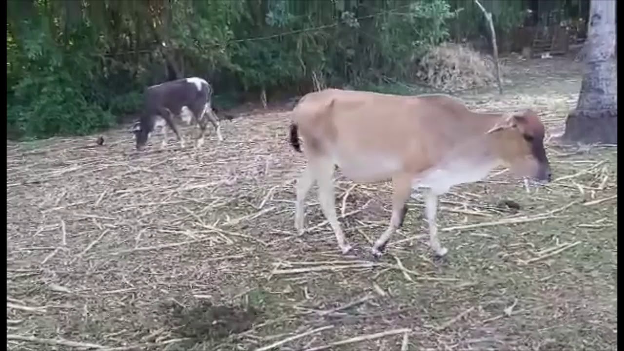 Farming: Livestock Raising of Various Kinds