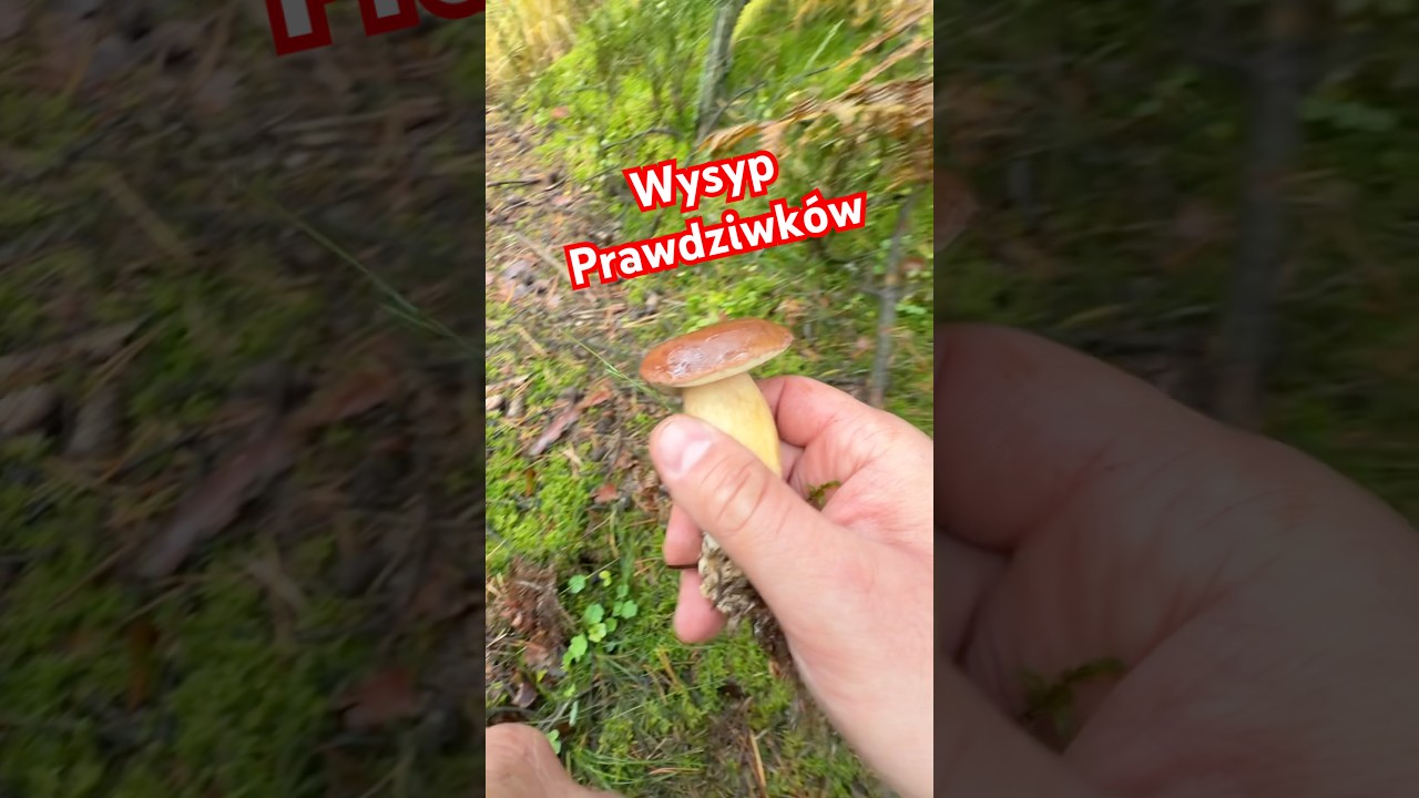 Jak I Gdzie Zbierać Grzyby
