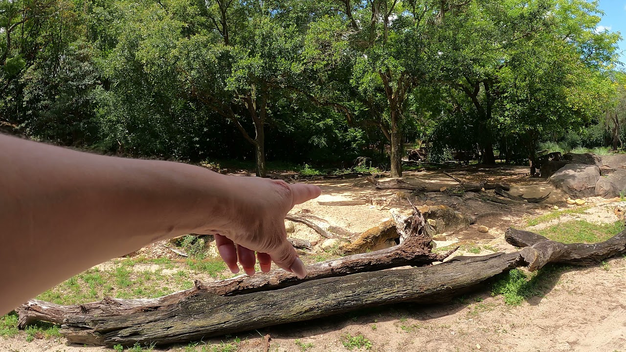 Safari Ride Part 3 at Animal Kingdom - YouTube