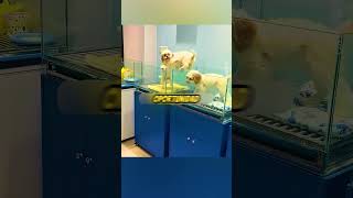 El Perrito que Hizo Todo para Ser Adoptado 🐶❤️ #shorts #viral