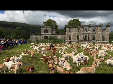 Hundreds of Golden Retrievers Congregate at Celebration of Breed's Founding