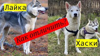 Научись отличать Хаски от Лайки за 40 секунд