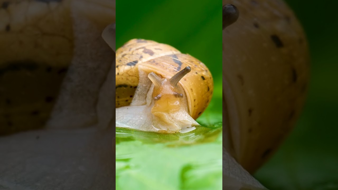 Look At this Magnificent Close Up Of A Snail              