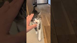 気づいたシャム猫