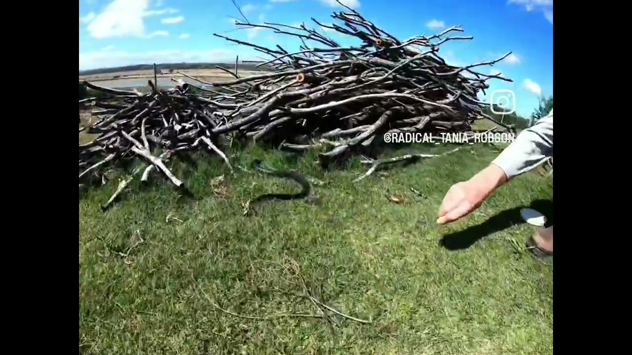 Beautiful Molesnake release