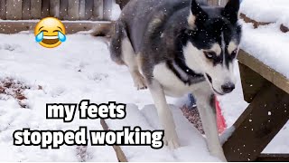 This husky SLIPS on SNOW!