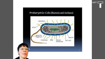 Cells and Microscopy Lab Pre Lab Introduction