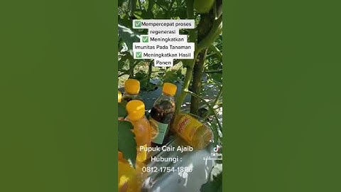 HASIL TOMAT MENINGKAT CUKUP DENGAN MODAL 130RIBU