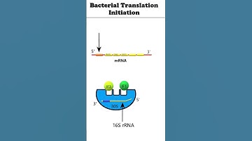 Translation Initiation: Prokaryotes #animation #proteinsynthesis