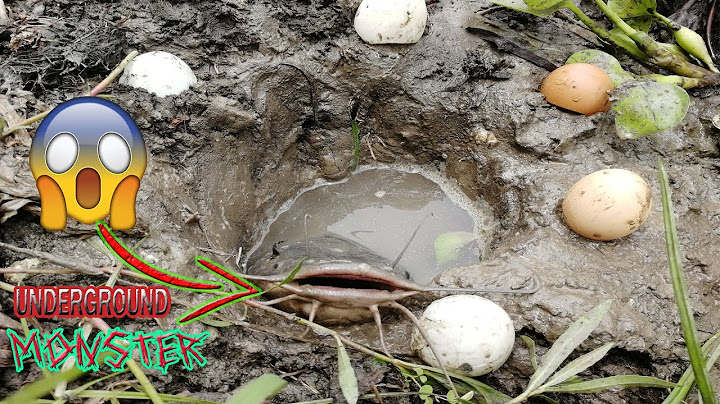 Unbelievable Underground Fishing l Village Smart Boy Caught Monster Catfish In Rural Canal Use Egg