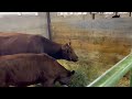 Opening Day at the Elko County Fair