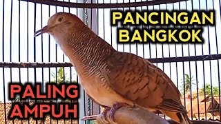 PERKUTUT BANGKOK GACOR SUARA TERBAIK UNTUK PANCINGAN DIJAMIN NYAUT 