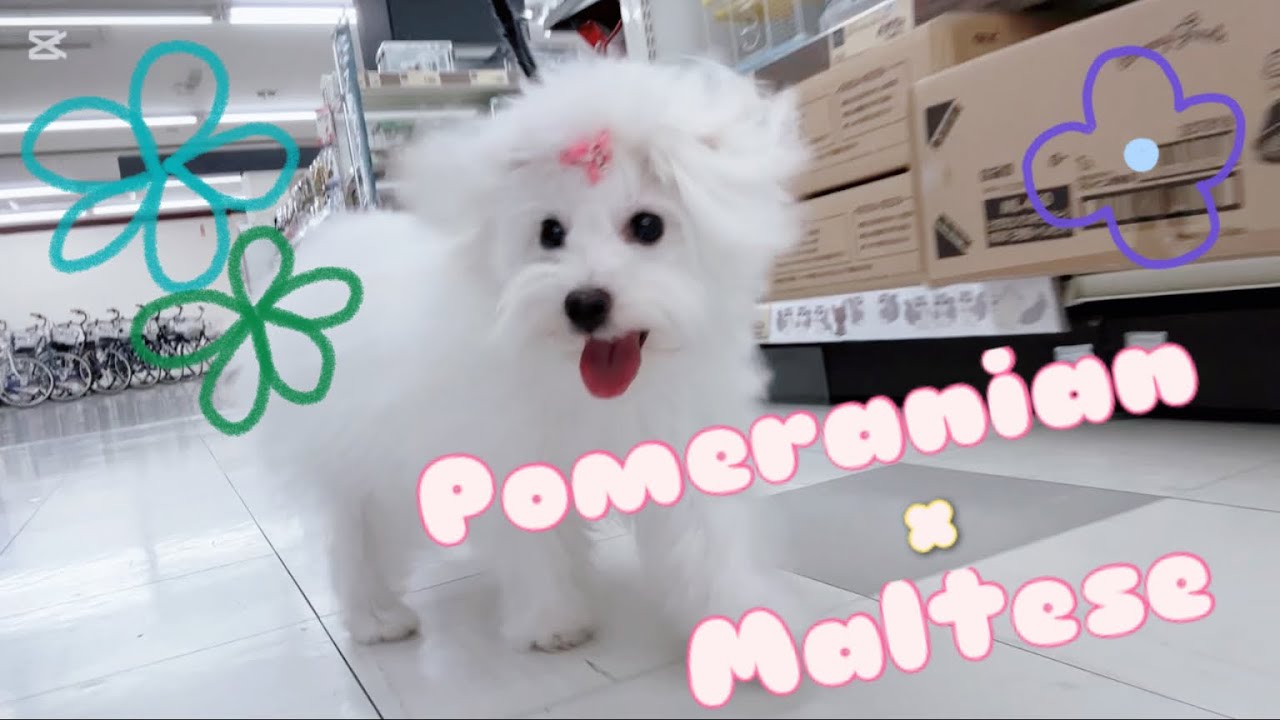 MIX（ポメラニアン×マルチーズ） | ペットショップ マルワン 小さめ