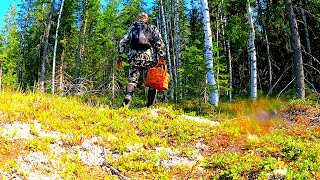 видео: Грибник зашел в ЕЛЬНИК потерял ДАР РЕЧИ! Один в лесу такого не ожидал! Грибы и Лес Сказочная Карелия картинка: Грибник зашел в ЕЛЬНИК потерял ДАР РЕЧИ! Один в лесу такого не ожидал! Грибы и Лес Сказочная Карелия