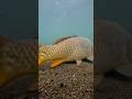THE HOOK flew straight into the CARP'S MOUTH #carpfishing #carp #boiles #fish #fishing