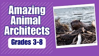 Amazing Animal Architects Science Video For Kids