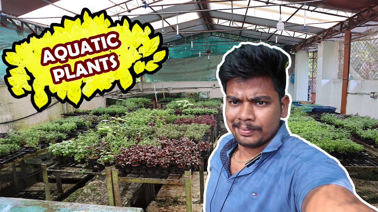 Kerala Aquatic Plants Farm Tour Biggest Plant Farm(தமிழ் ) YouTube