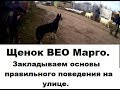 Овчарка (ВЕО) Марго 6 месяцев, закладываем основы правильного поведения на улице