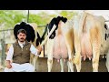 Big udder cow with 50 liter milk  pure holstein friesian cow  gurwinder dairy farm