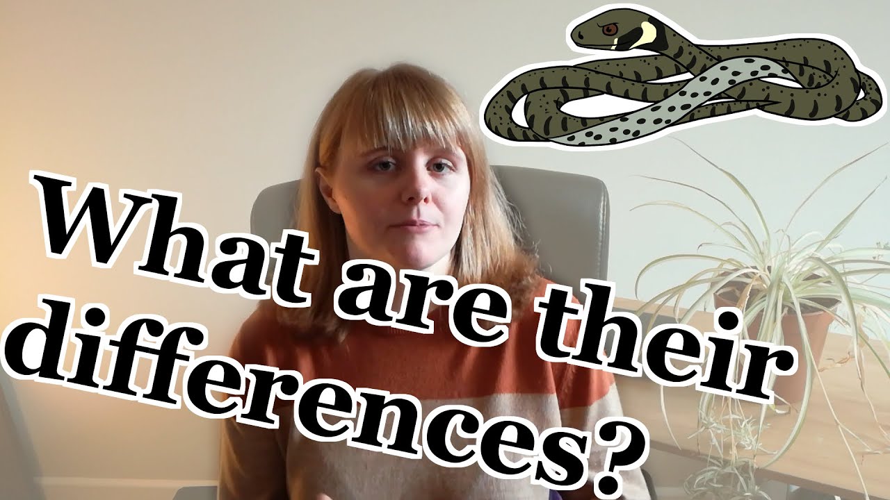Which snake is it? Identifying the British adder, grass snake and smooth snake | UK Wildlife Species