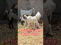 6302156169 #desi 4 bachche dene wale bakriya available in Hyderabad Shaheen nagar