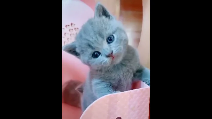 Watch the video about Baby Cats - Cute and Funny Baby Cat Videos #8 #shorts