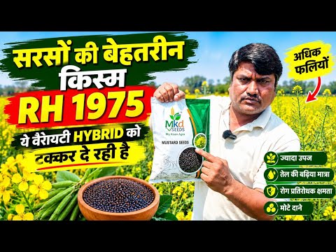 The Full Truth About RH 1975 Mustard! 🌱 More Pods and Plumper Seeds? Know the Ground Reality from...