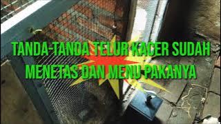tanda-tanda telur kacer menetas dan menu pakanya