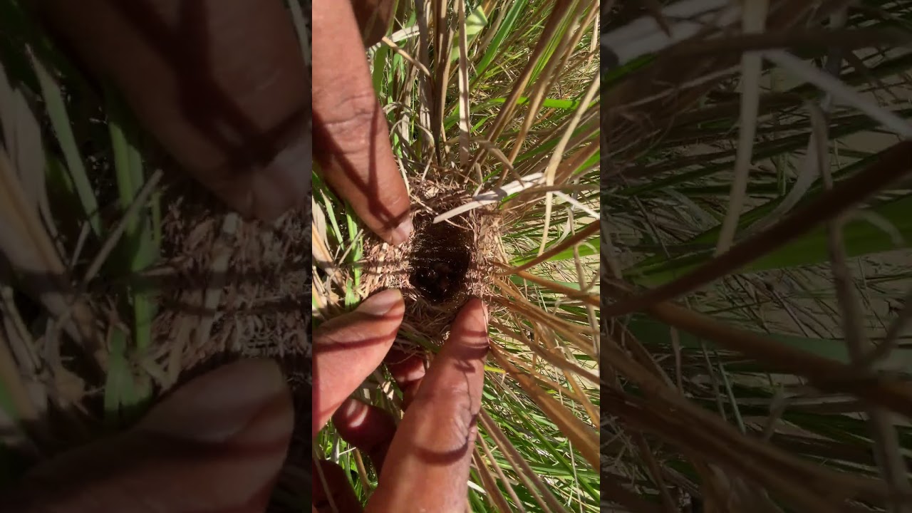 Plain Prinia Nest Bird 