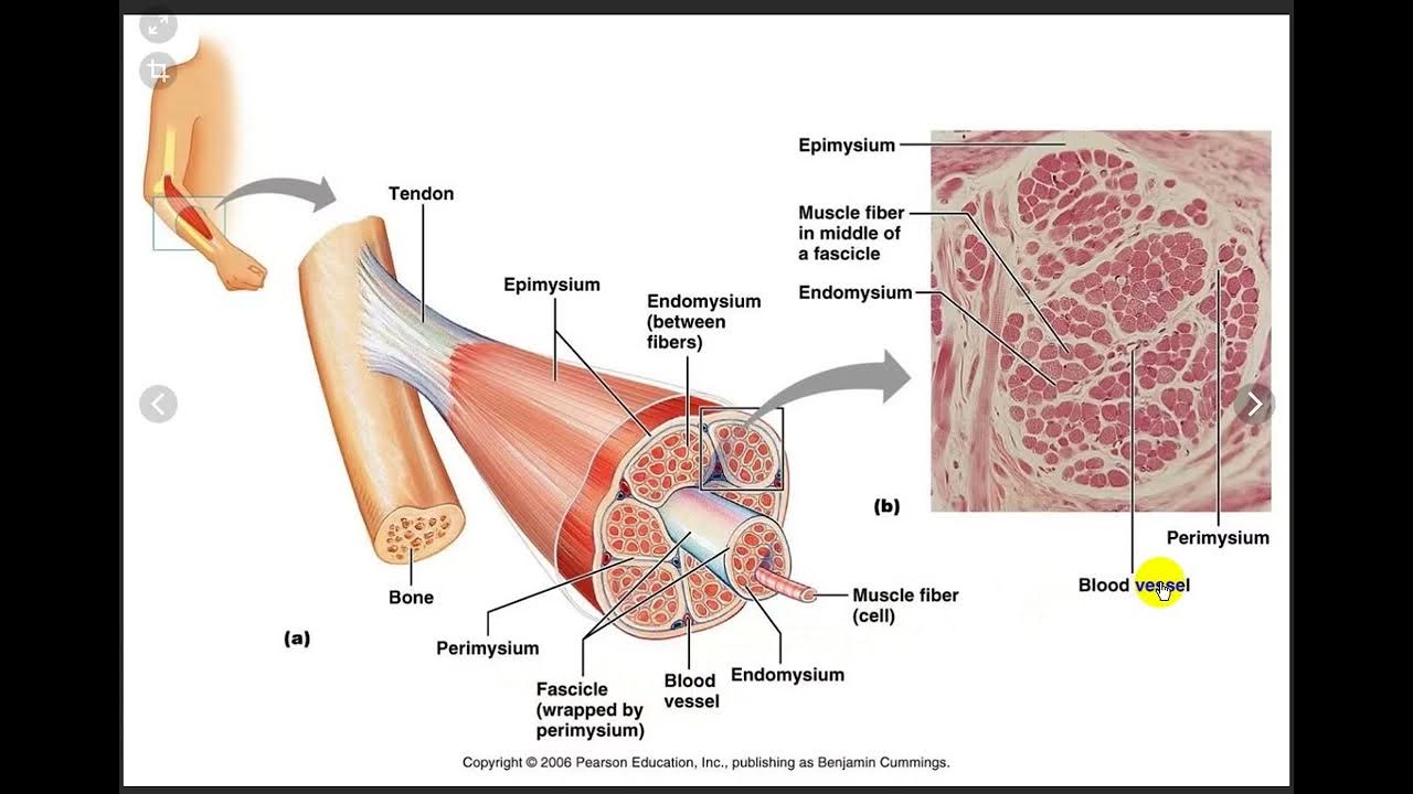 Соединительнотканная оболочка мышечного волокна. Соединительная оболочка мышцы. Перимизий мышечная ткань. Эндомизий фасции. Волокна эпимизий перимизий.