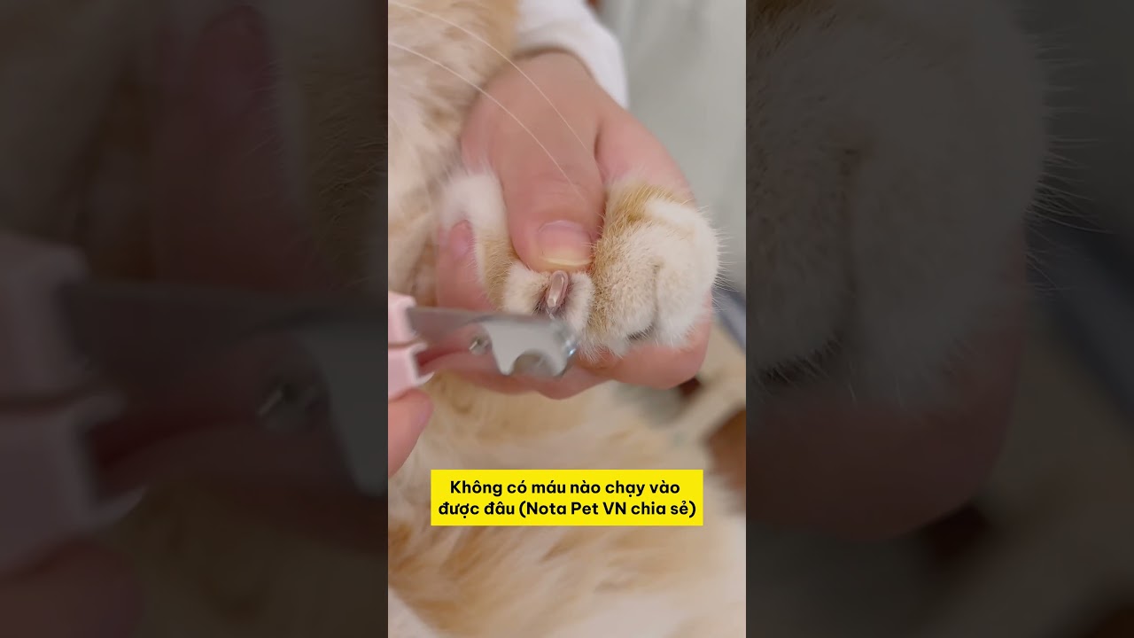 Mèo chúa 'tức điên' vì bị 'cắt móng' theo cách mới! 