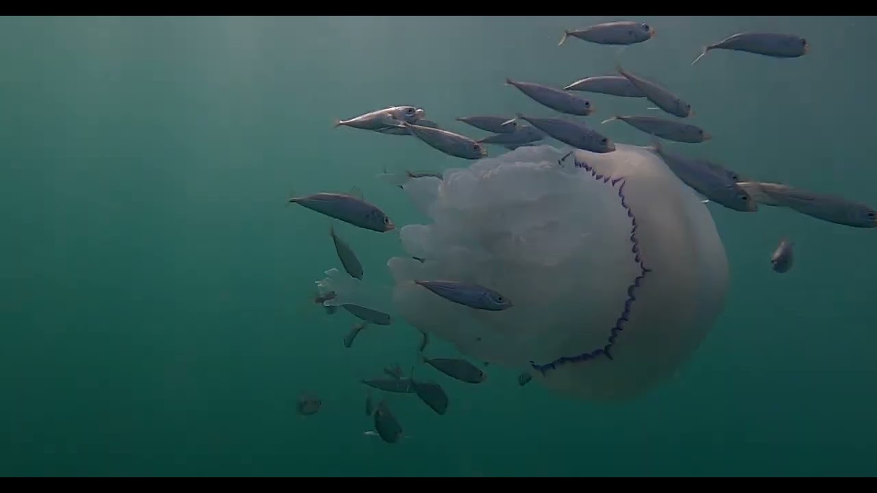 Spearfishing - Jersey Channel Islands - Autumn 2023