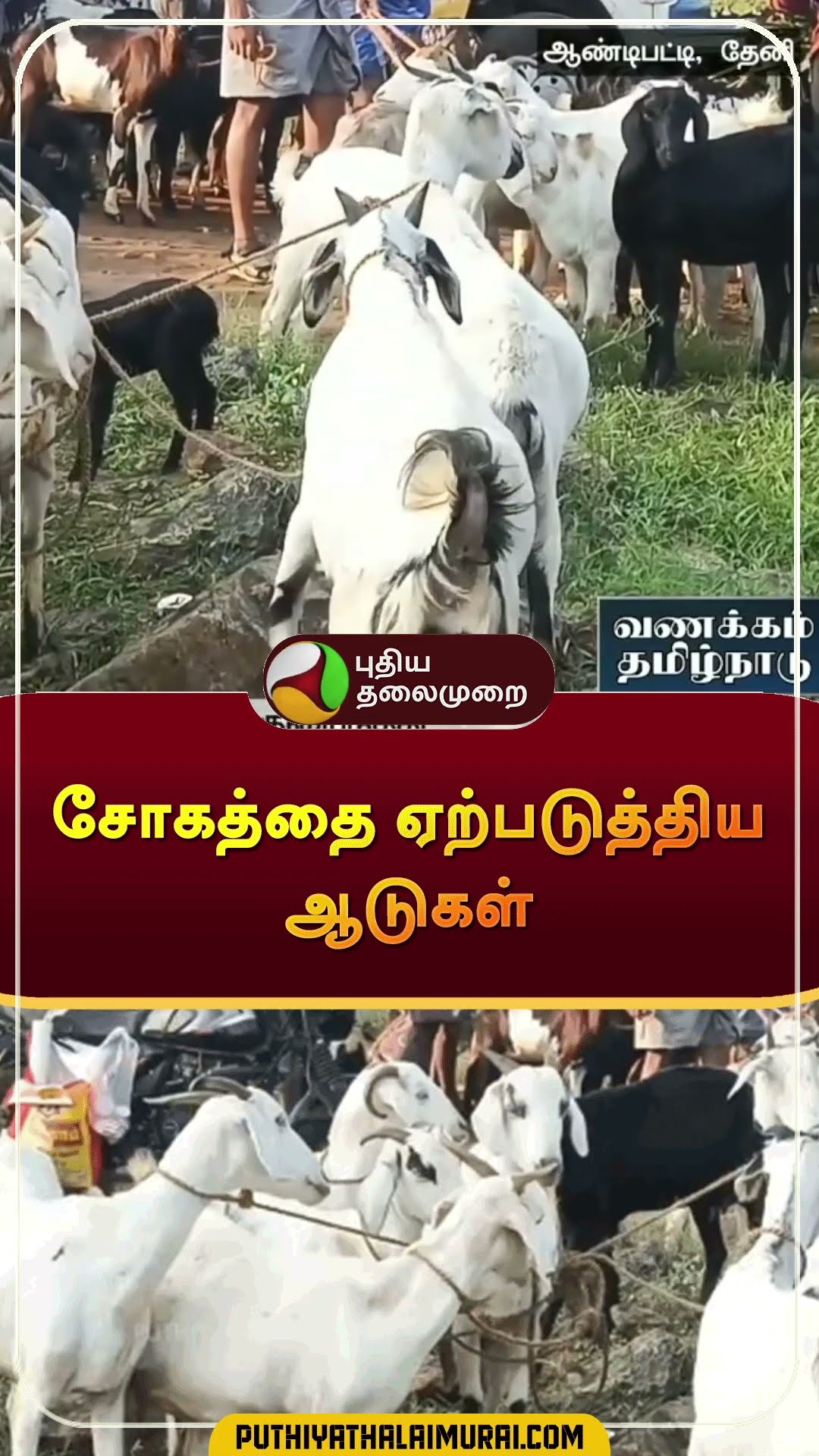 சோகத்தை ஏற்படுத்திய ஆடுகள் | #shorts | #theni | #goat