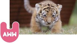 Cute Siberian Tiger Cubs from Hungary