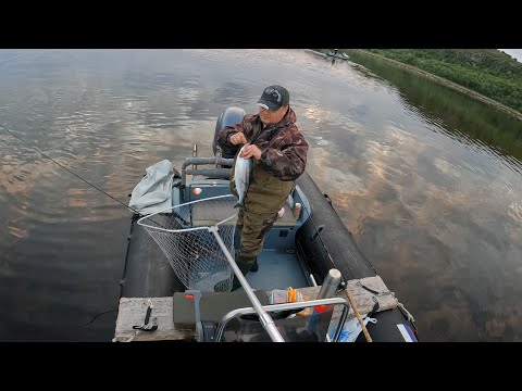 ЛОВЛЯ ГОРБУШИ С ЛОДКИ В КОЛЬСКОМ ЗАЛИВЕ / FISHING FOR PINK SALMON FROM A BOAT