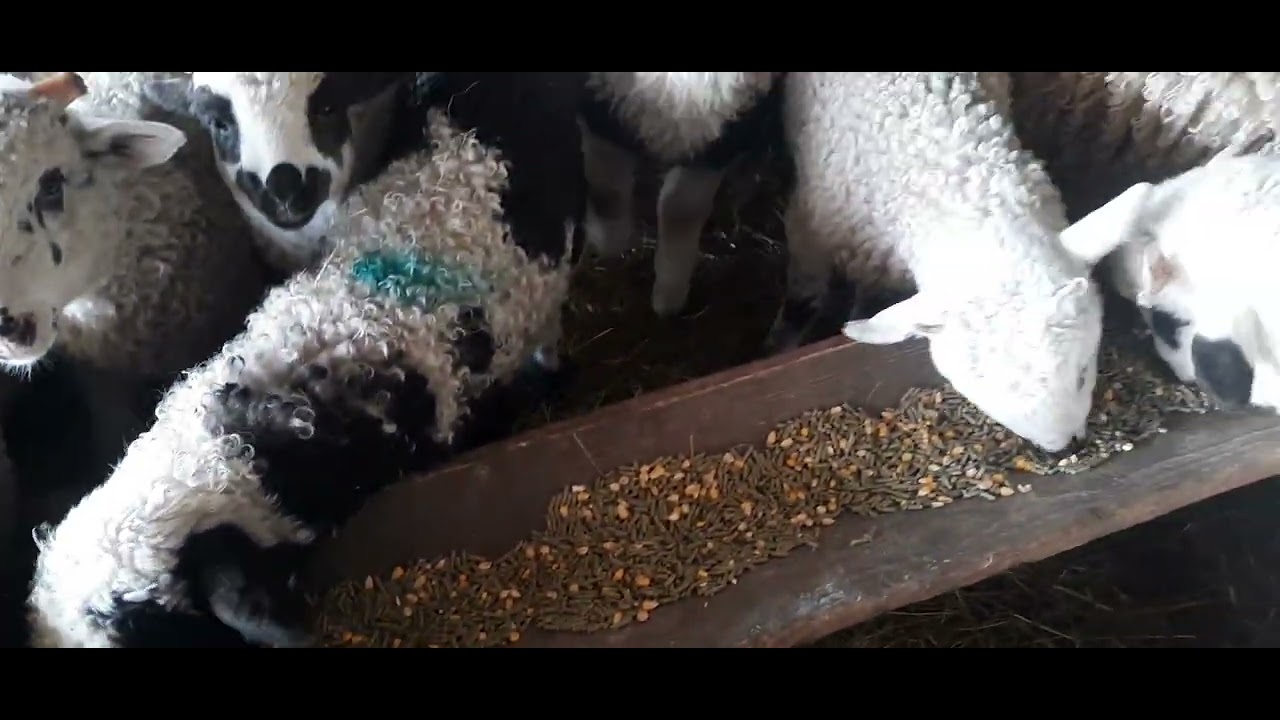 Am separat  mieii  și ce le dau  să  mănânce  ca să  se facă  mari  și grasi