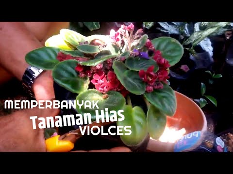 Video: Usambara Violet. Saintpaulia. Perawatan, Budidaya, Reproduksi. Rooting. Tanaman Hias. Mekar Dekoratif. Bunga-bunga. Sebuah Foto