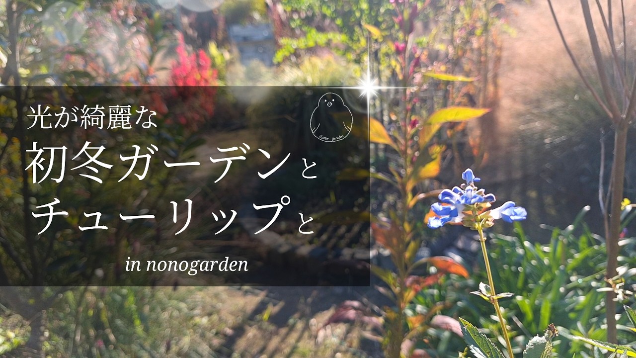 ガーデニング｜コスパを上げるチューリップ｜冬の光の庭