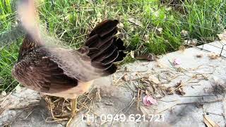 Gà Mái Tuyển Chọn Trại Gà Thanh Hậu Giang Ngày 24