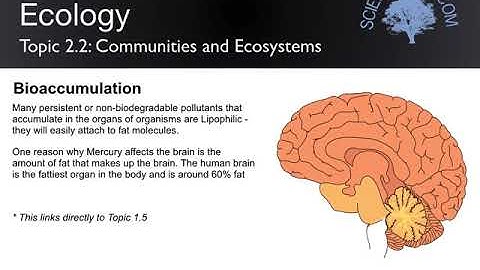 Topic 2 2  Communities and Ecosystems Biomagnification and Bioaccumulation