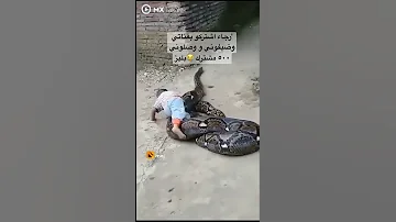 ثعبان يبتلع طفل Shorts ترند Short قصص سبحان الله طيور الجنة بيبي Shortvideo ثعبان ابداع 