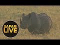 safariLIVE: The Gauntlet - Episode 2 - August 04, 2018